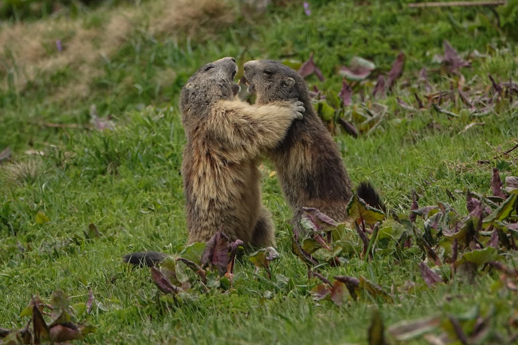 Marmots on Green Grass Field