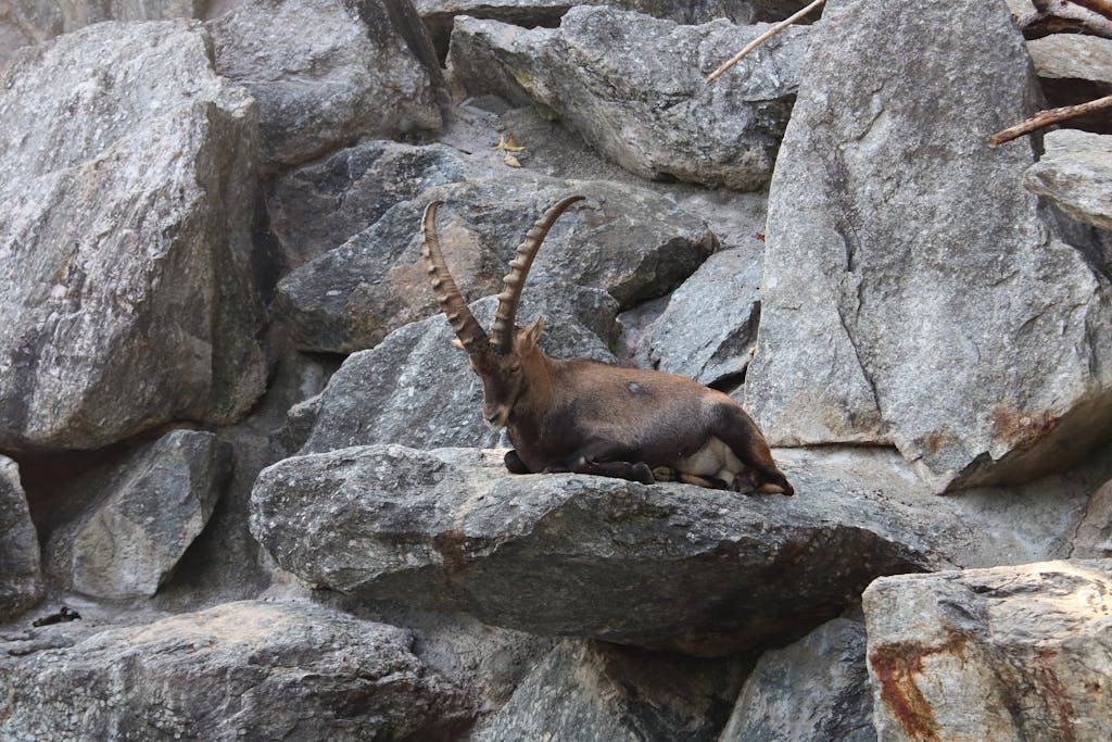 An Alpine Ibex Resting on Gray Rock